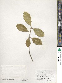 Ilex opaca image