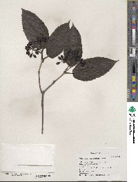 Viburnum setigerum image