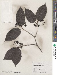 Viburnum setigerum image