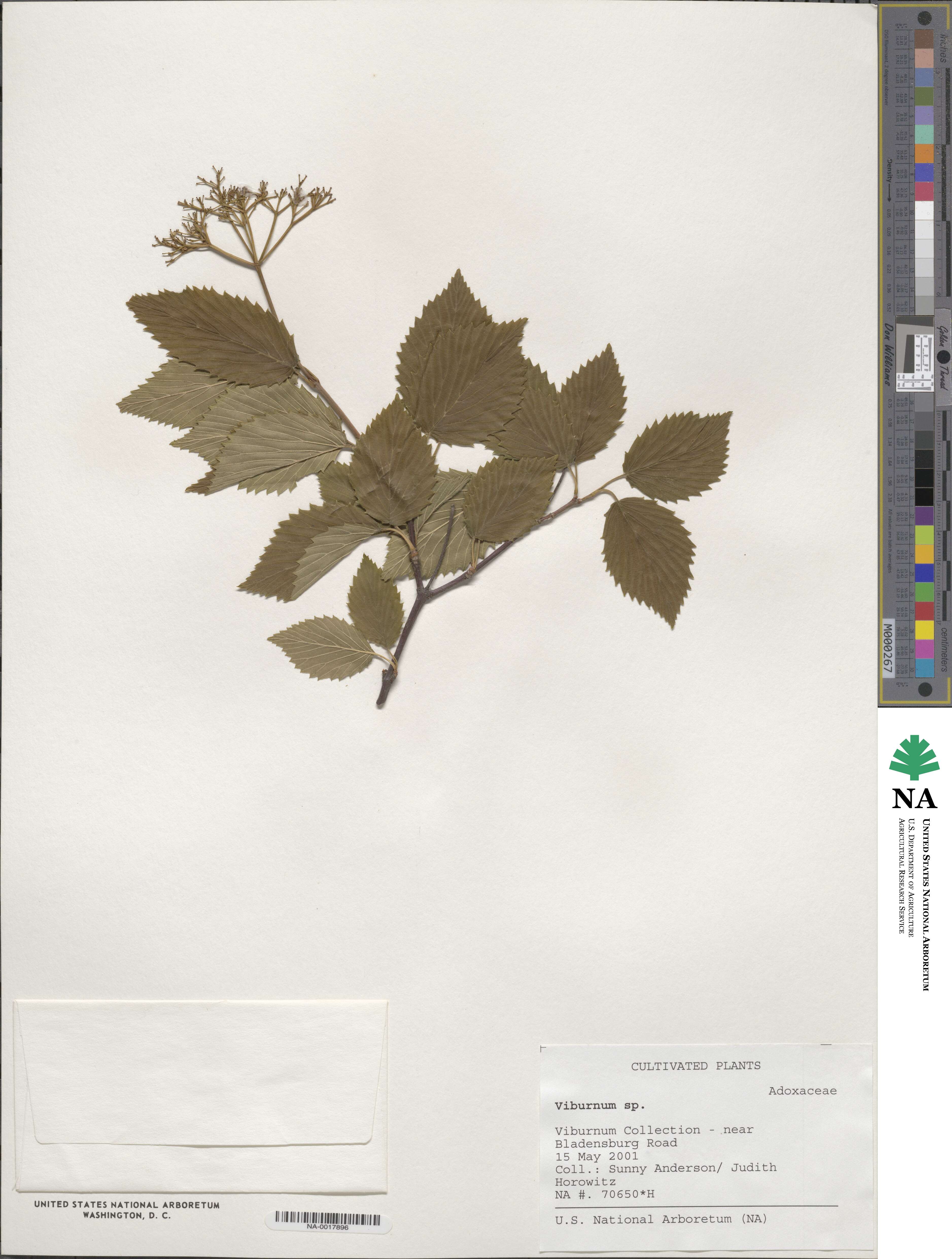 Viburnum image