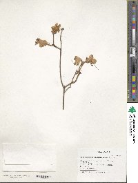 Rhododendron mucronulatum image