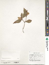 Rhododendron mucronulatum image