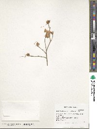 Rhododendron mucronulatum image