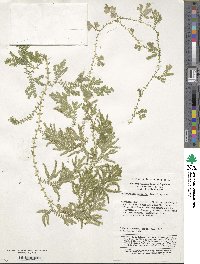 Selaginella uncinata image