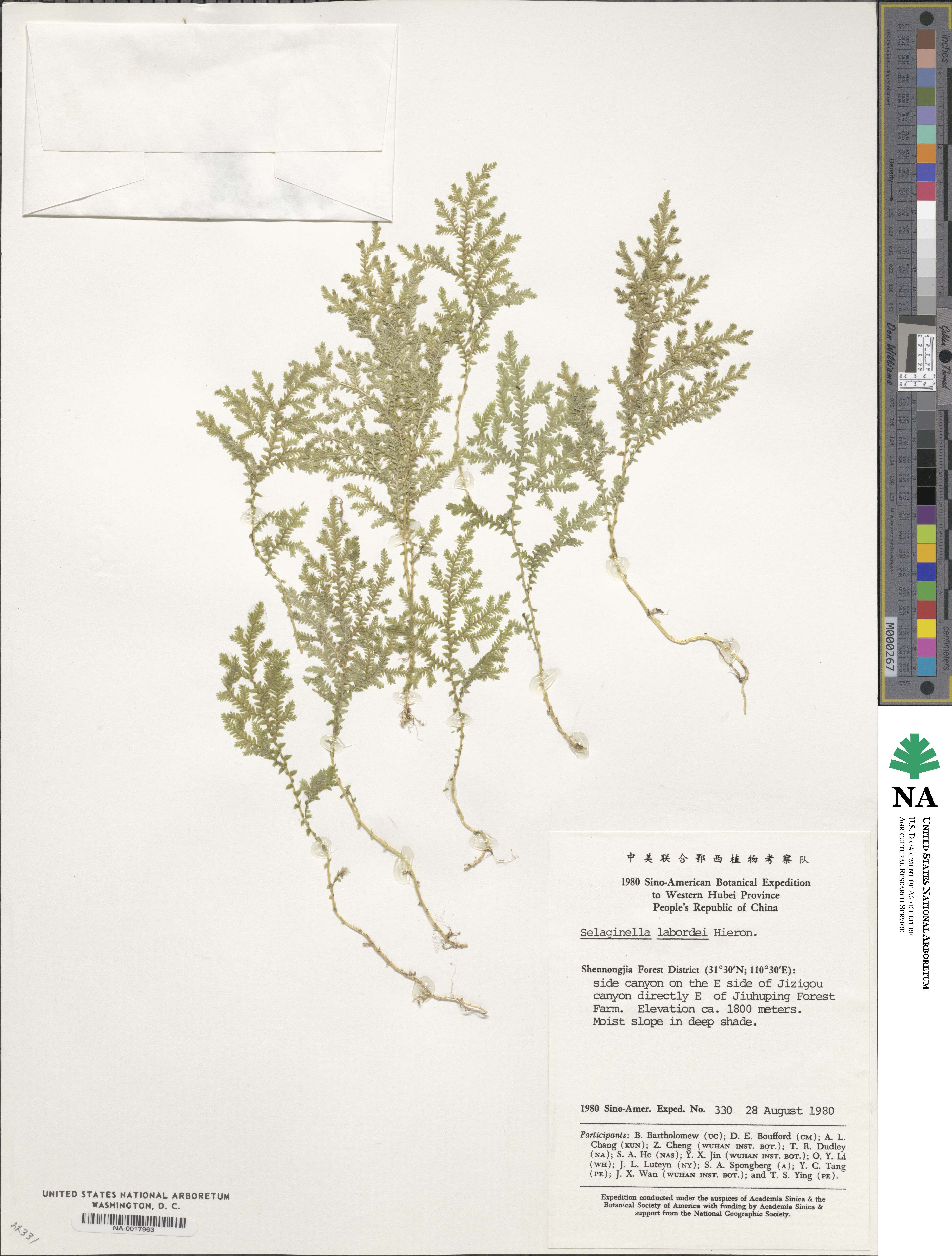 Selaginella labordei image