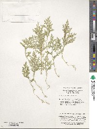 Selaginella labordei image