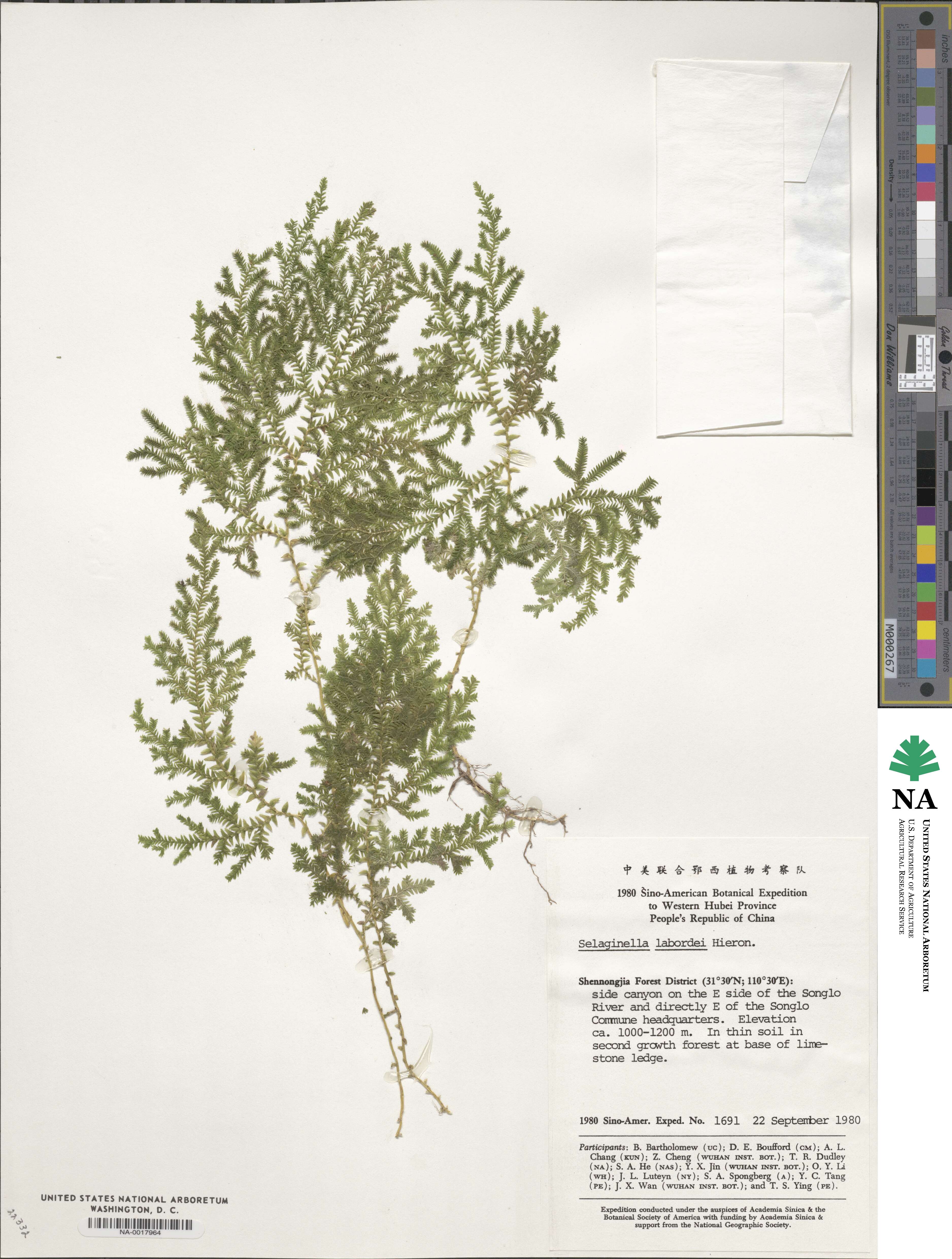 Selaginella labordei image