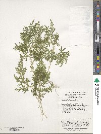 Selaginella labordei image