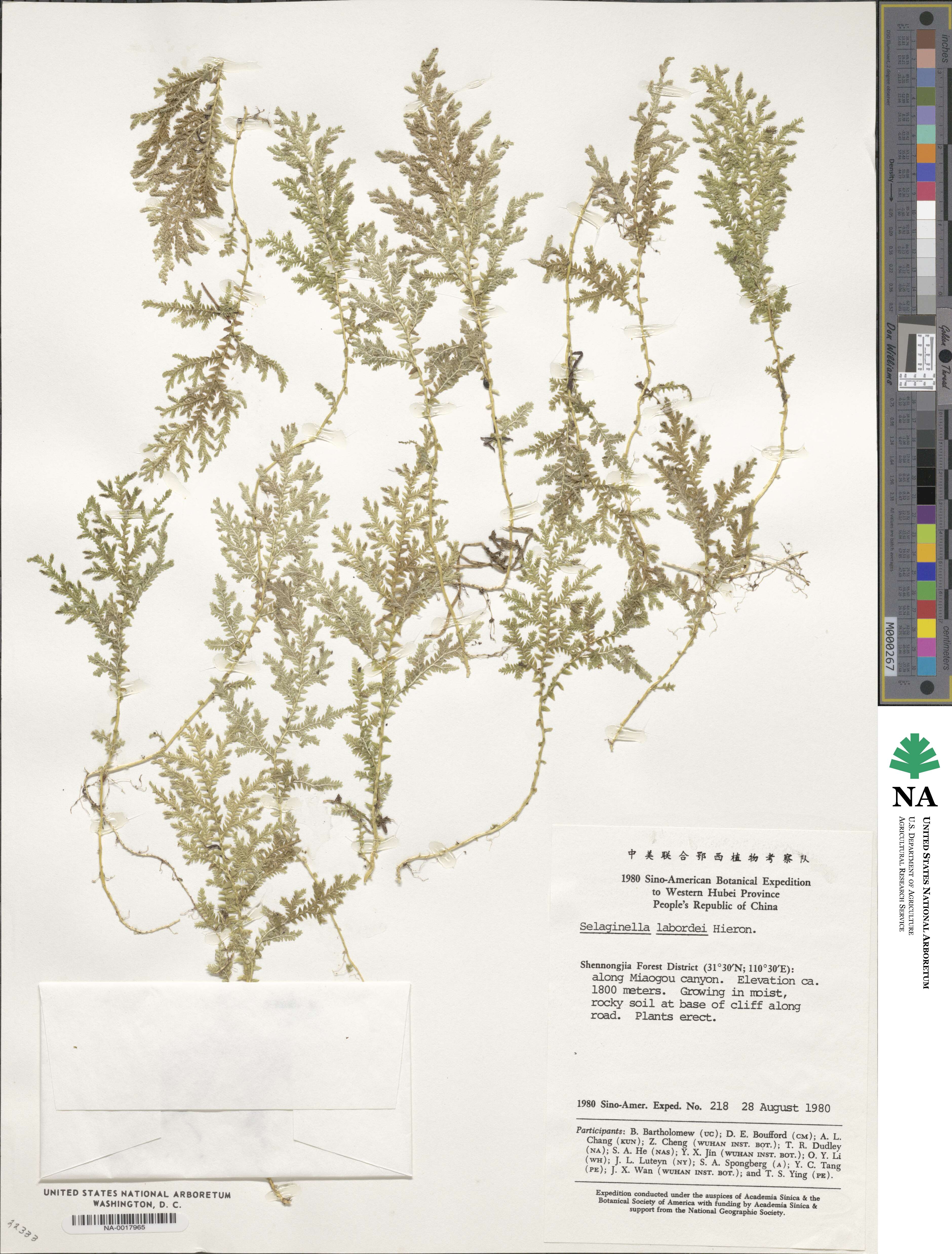 Selaginella labordei image