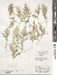 Selaginella labordei image