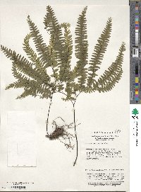 Image of Adiantum myriosorum