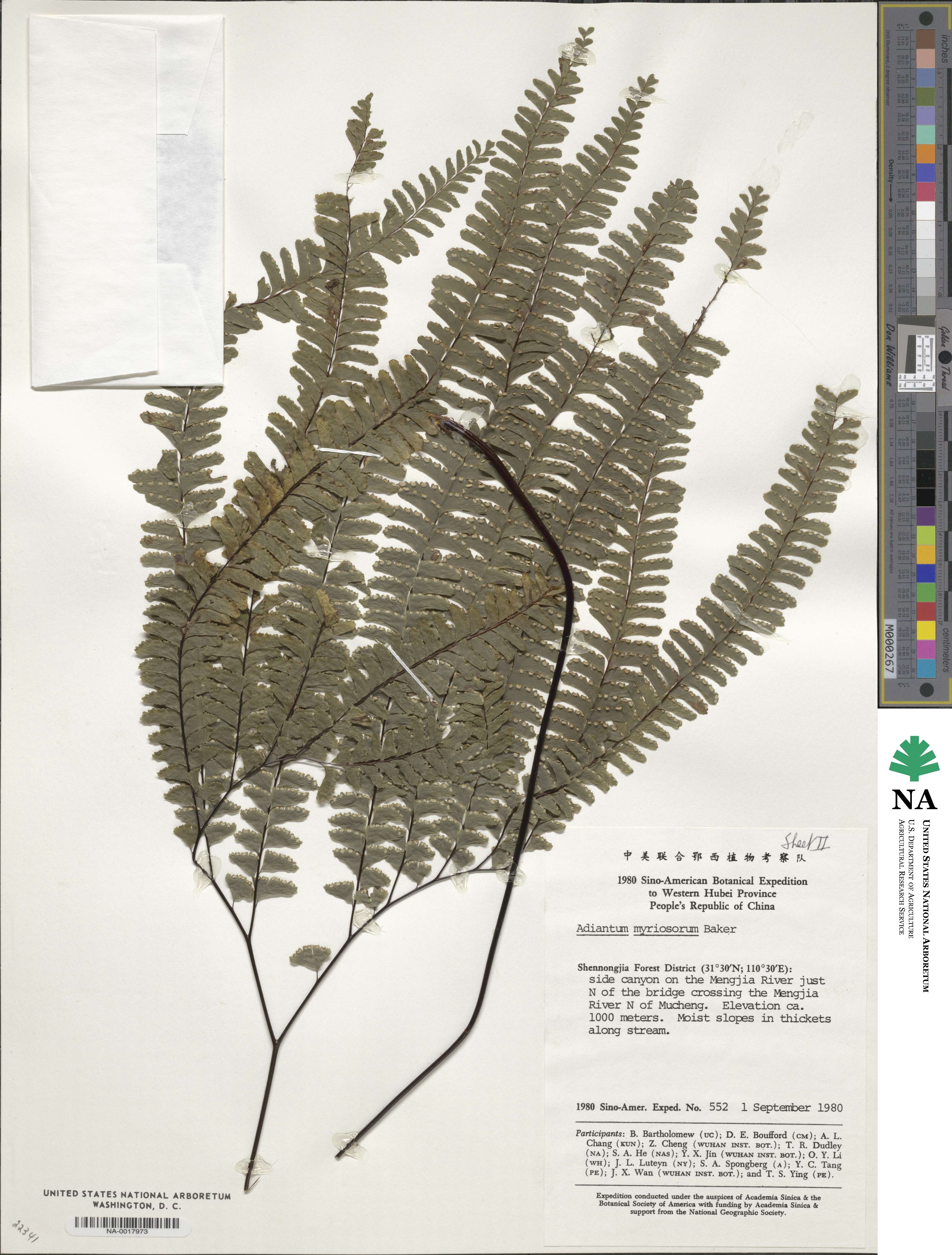 Adiantum myriosorum image