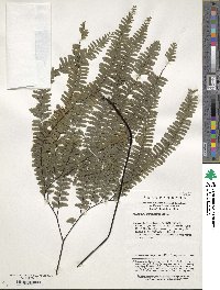 Adiantum myriosorum image