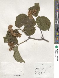 Viburnum lantana image