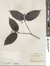 Viburnum setigerum image