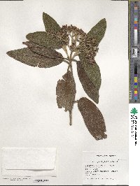 Viburnum rhytidophyllum image