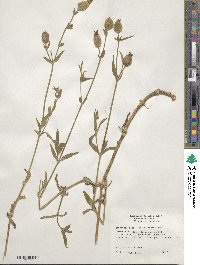 Silene noctiflora image