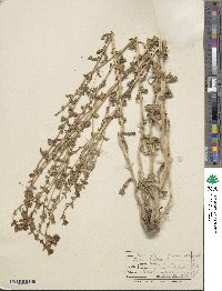 Isatis tinctoria image