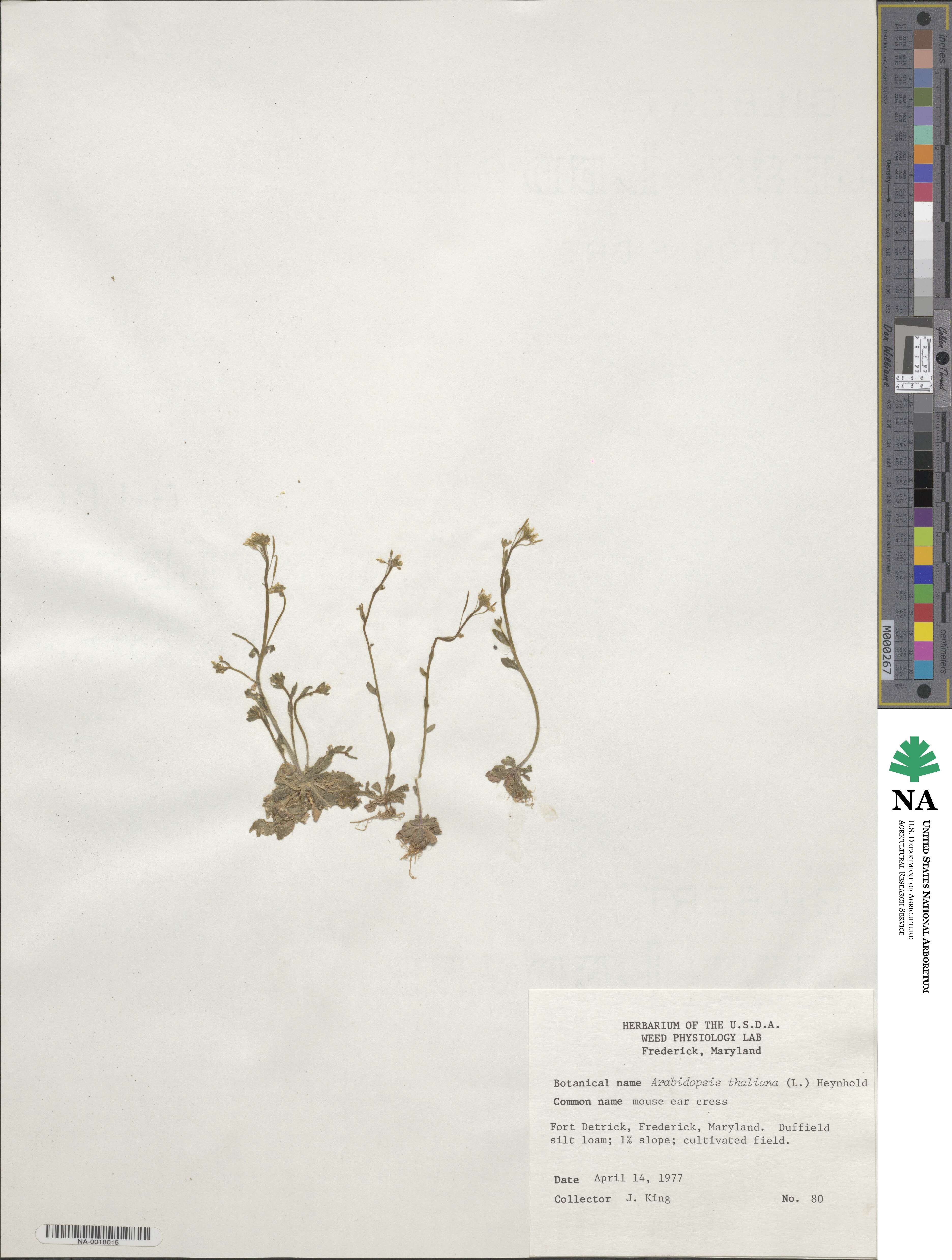 Arabidopsis thaliana image