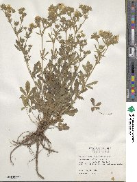 Potentilla recta image