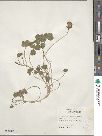 Trifolium repens image