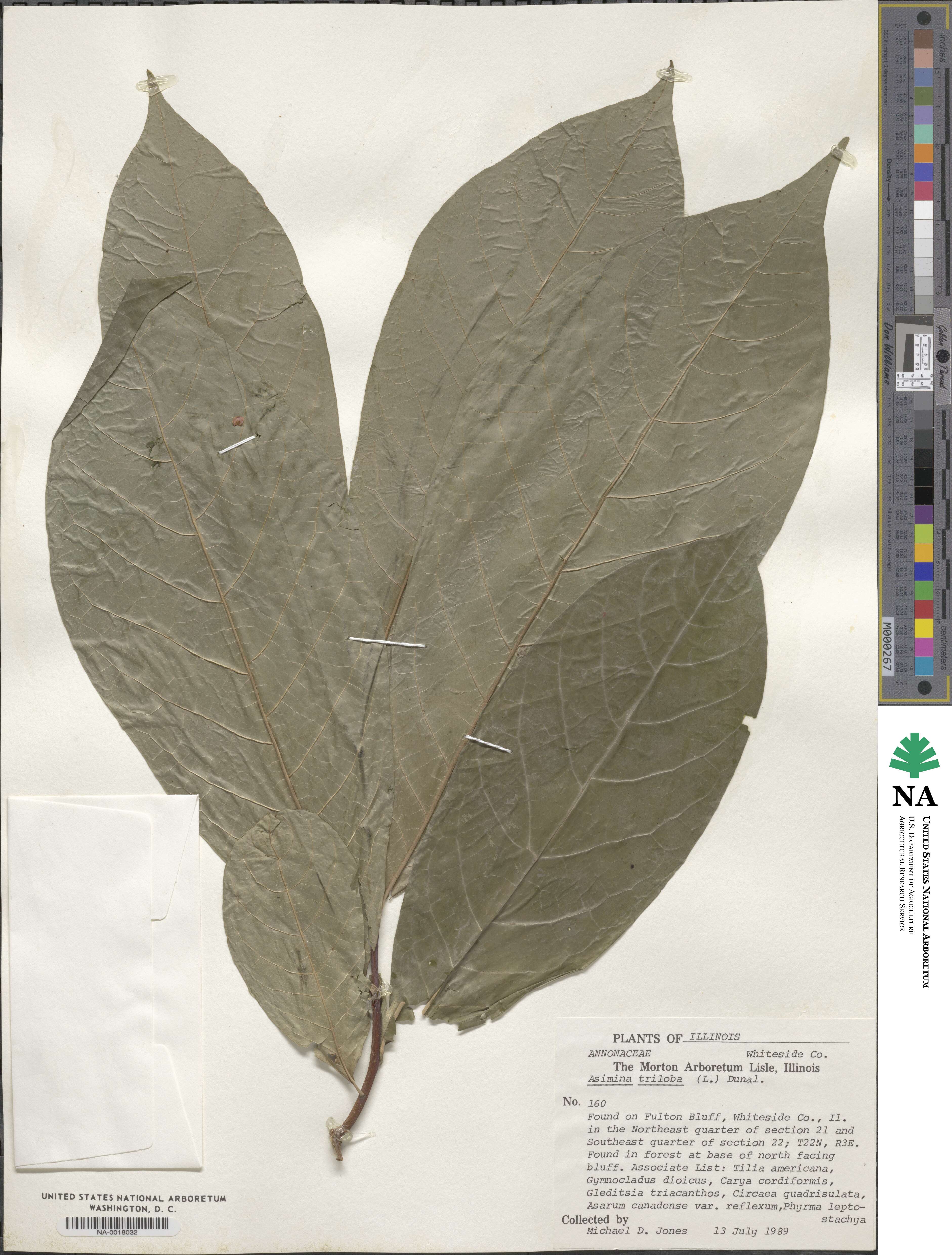 Annonaceae image