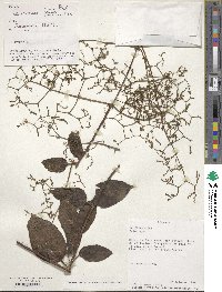 Valeriana pratensis image