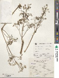 Valeriana pratensis subsp. angustifolia image