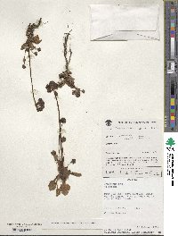 Valeriana pratensis image