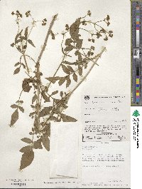 Valeriana pratensis image