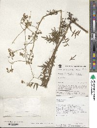 Valeriana pratensis subsp. angustifolia image