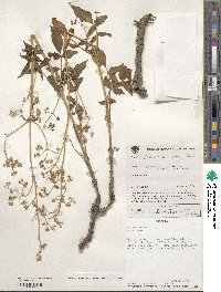 Valeriana pratensis image