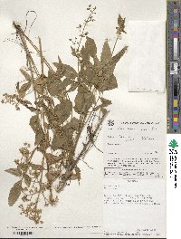 Valeriana pratensis image