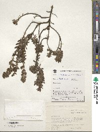 Valeriana pratensis image