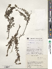 Valeriana pratensis image