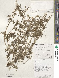 Valeriana pratensis subsp. angustifolia image