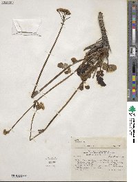 Valeriana pratensis image