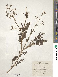 Valeriana pratensis image