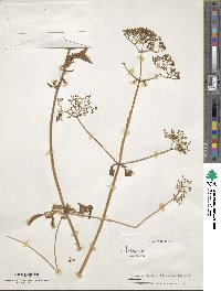 Valeriana pratensis image