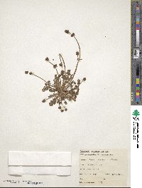 Valeriana pratensis image