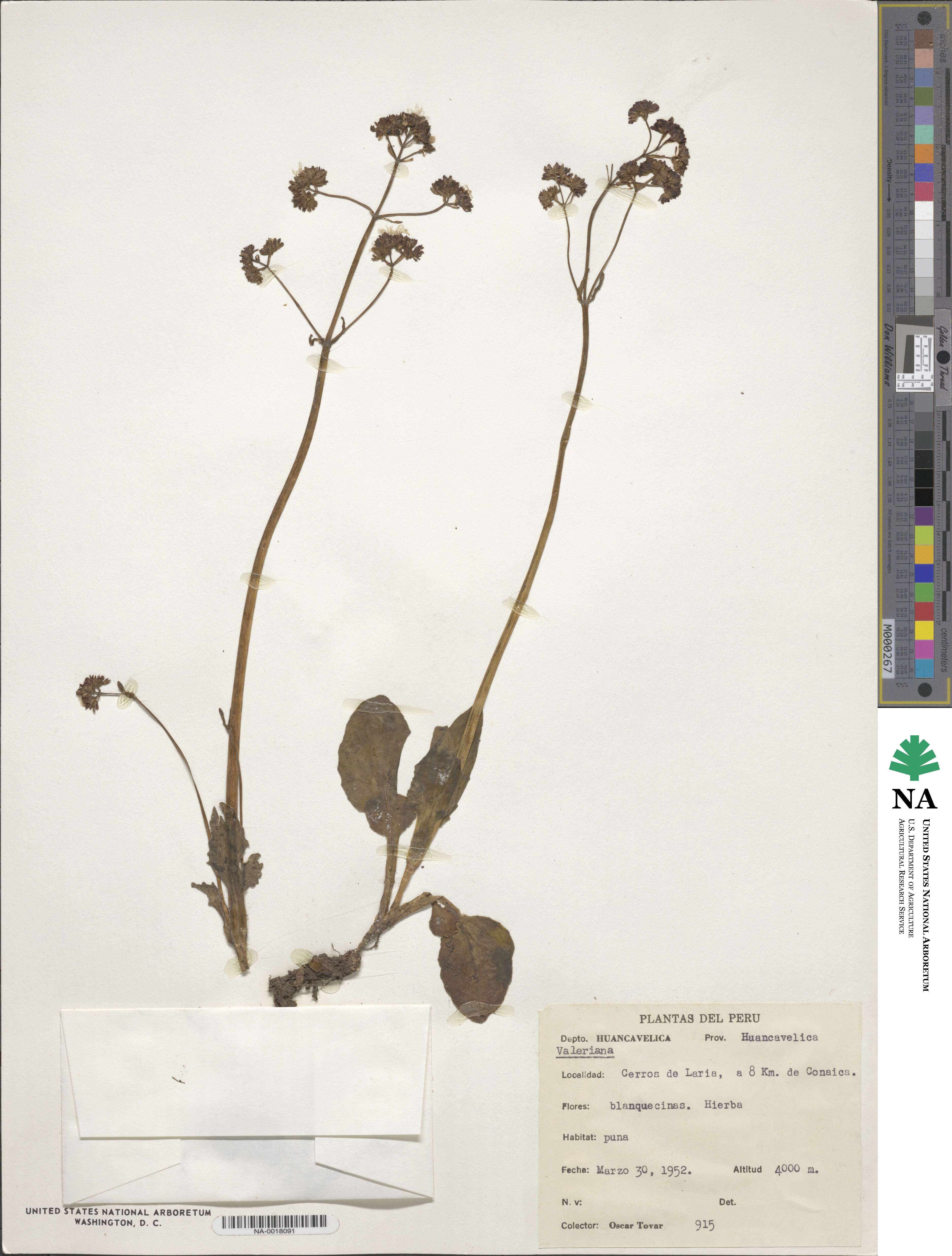 Valeriana pratensis subsp. angustifolia image