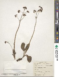 Valeriana pratensis image