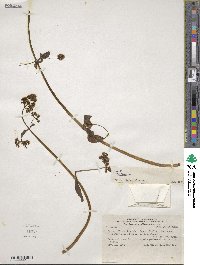 Valeriana pratensis subsp. angustifolia image