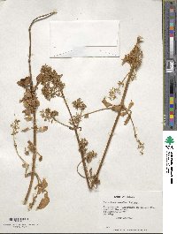 Image of Valeriana excelsa