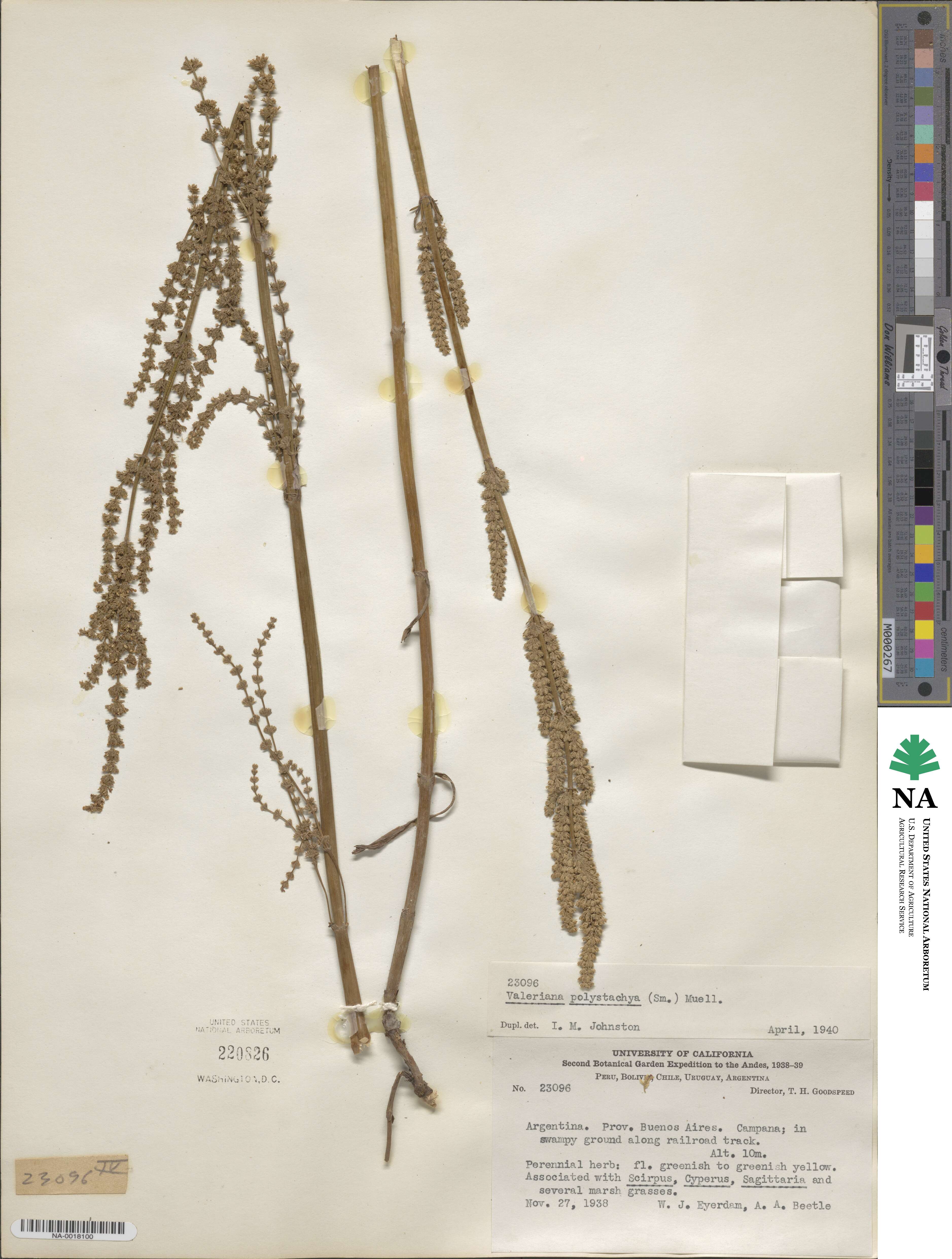 Valeriana polystachya image