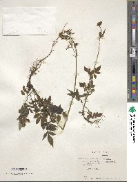 Valeriana polemoniifolia image