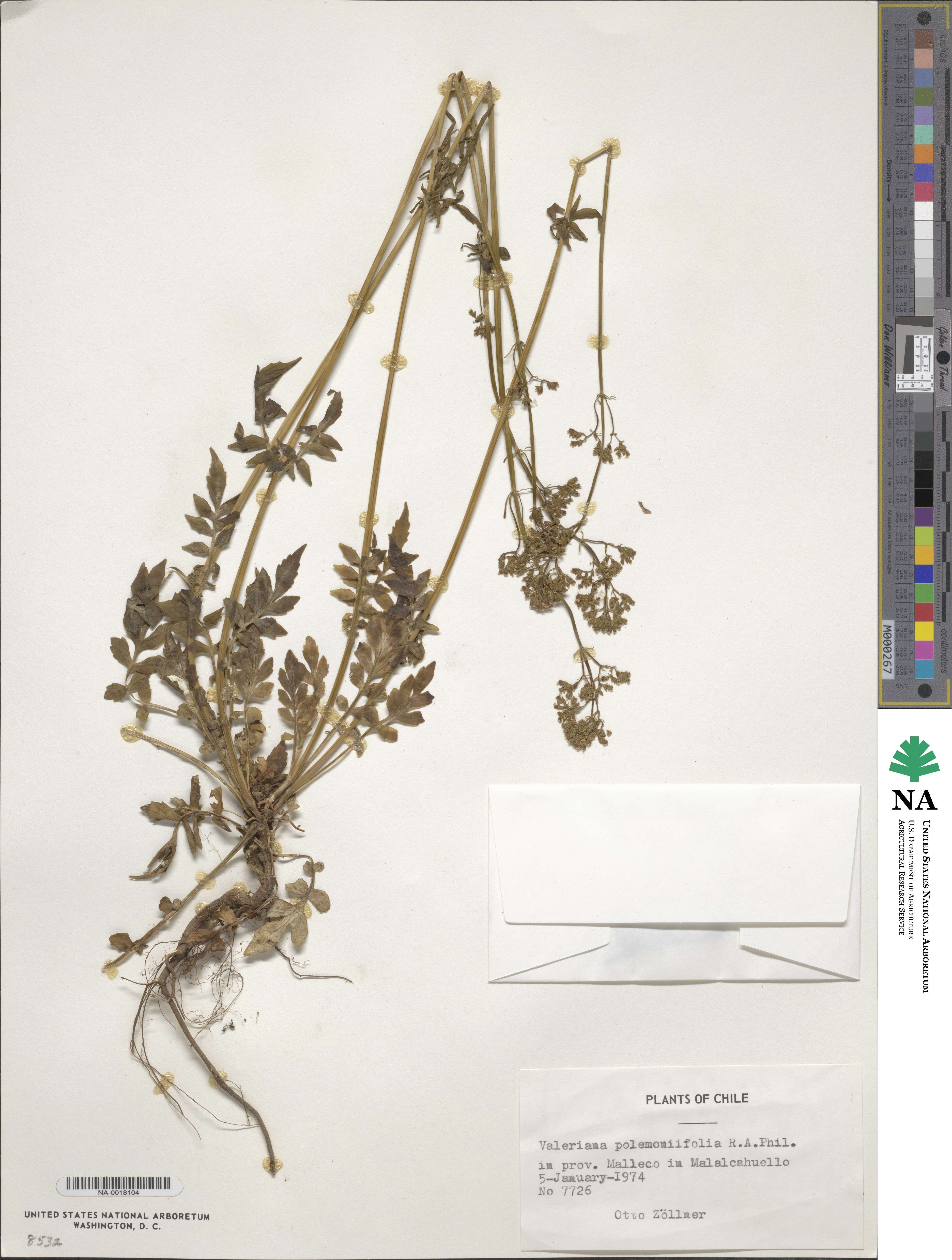 Valeriana polemoniifolia image