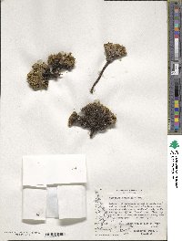 Valeriana sedifolia image