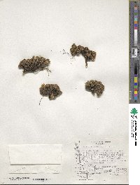 Valeriana sedifolia image