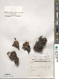 Valeriana nivalis image